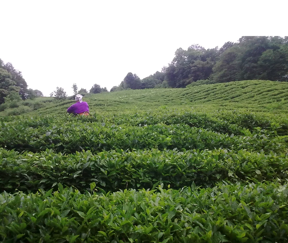 photo from tea plantation